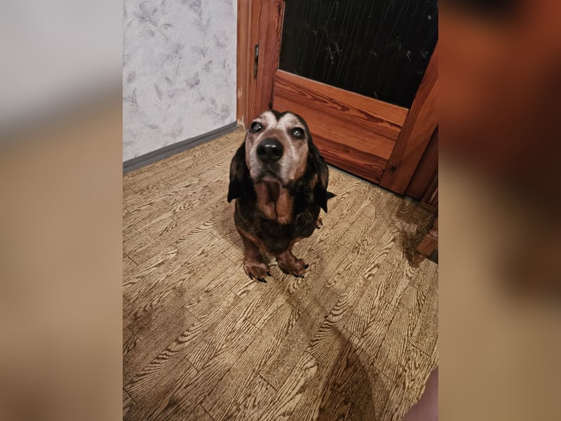 Dacksbracke sucht ein neues Zuhause