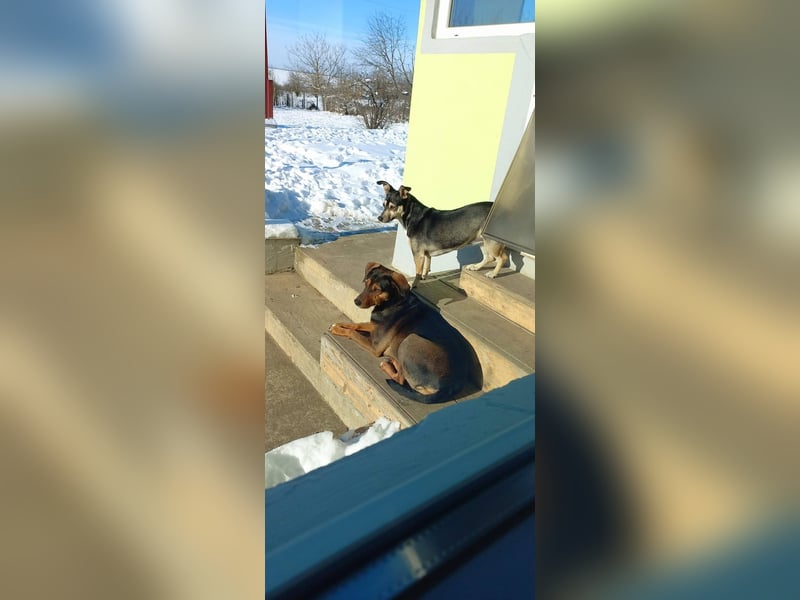 Sweety, reinrassige Ludogorsko Hündin