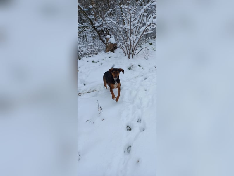 Sweety, reinrassige Ludogorsko Hündin