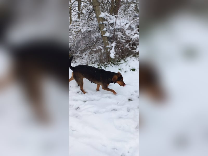 Sweety, reinrassige Ludogorsko Hündin