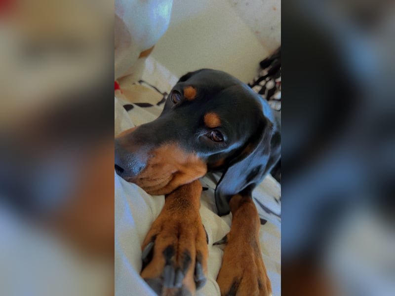 Connar sucht ein neues gerechtes Zuhause