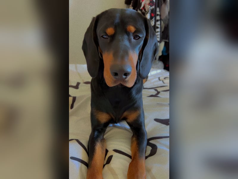 Connar sucht ein neues gerechtes Zuhause