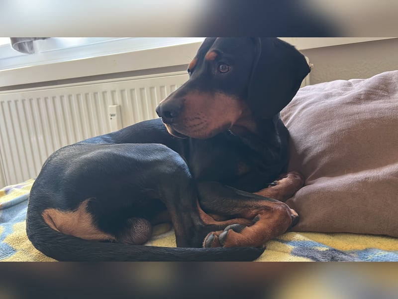 Connar sucht ein neues gerechtes Zuhause