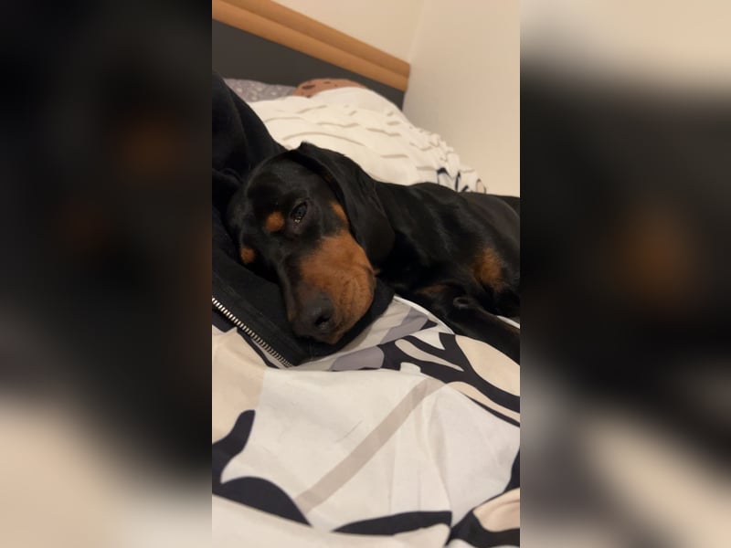 Connar sucht ein neues gerechtes Zuhause