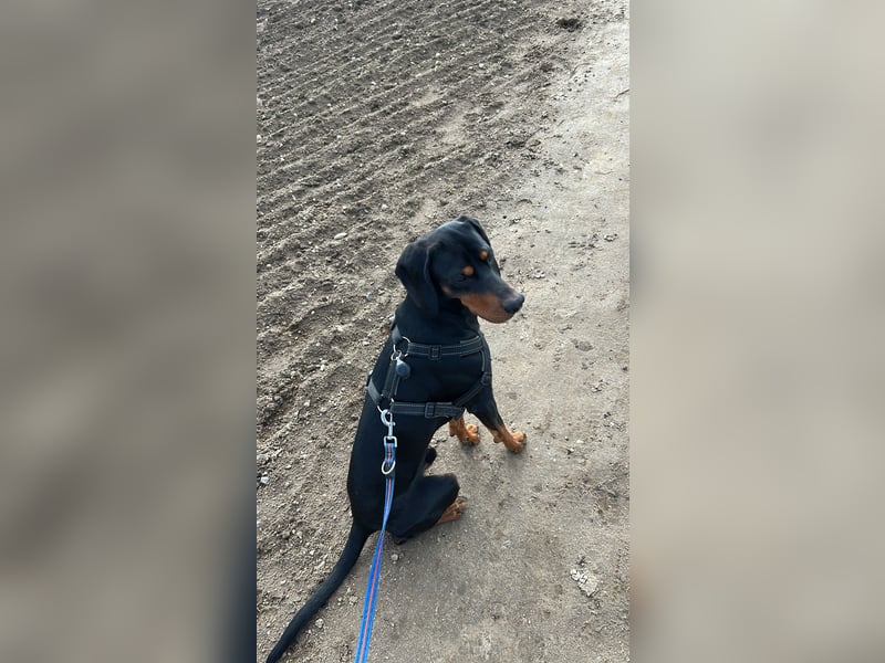 Connar sucht ein neues gerechtes Zuhause