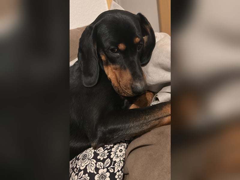 Connar sucht ein neues gerechtes Zuhause