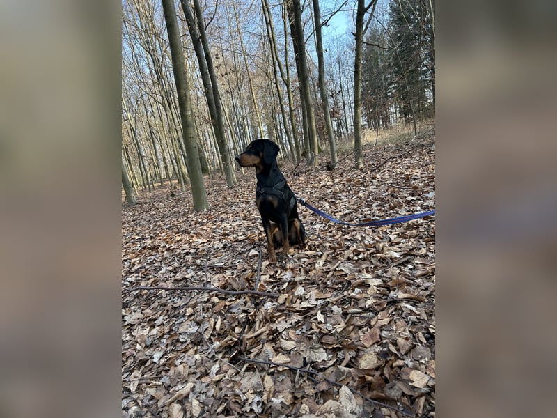 Connar sucht ein neues gerechtes Zuhause
