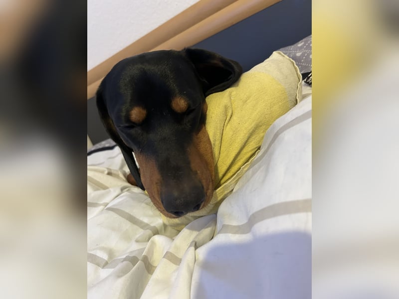 Connar sucht ein neues gerechtes Zuhause