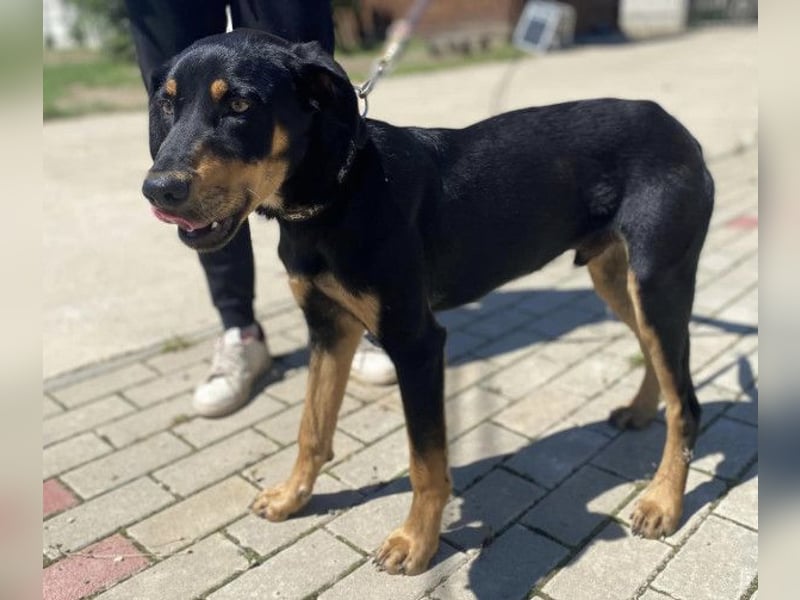Anubis, fröhlicher Kerl sucht aktive Menschen