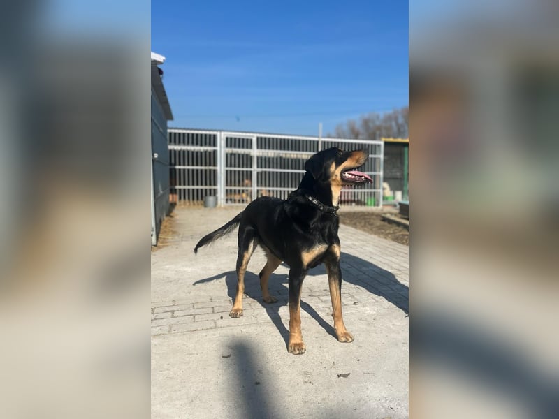Anubis, fröhlicher Kerl sucht aktive Menschen
