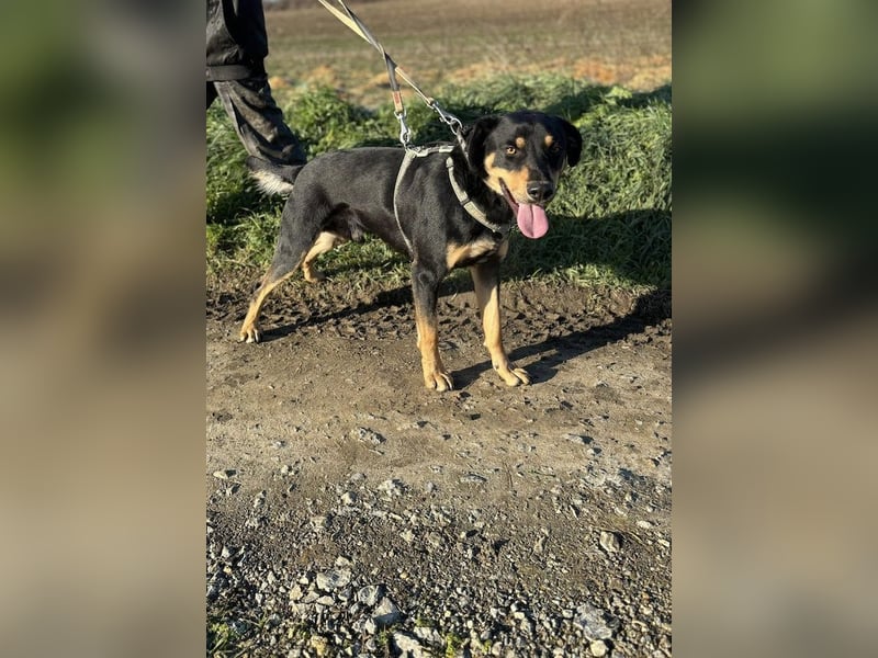 Anubis, fröhlicher Kerl sucht aktive Menschen