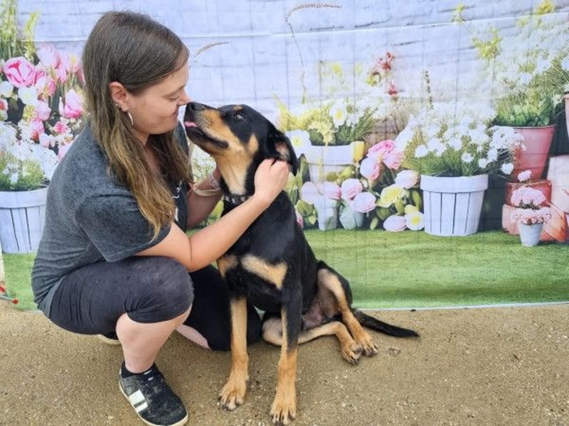Anubis, fröhlicher Kerl sucht aktive Menschen