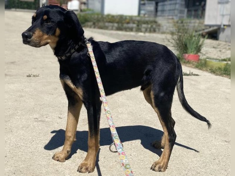 Anubis, fröhlicher Kerl sucht aktive Menschen