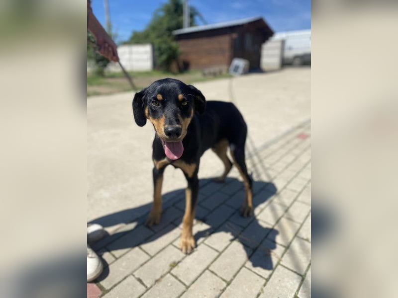 Anubis, fröhlicher Kerl sucht aktive Menschen