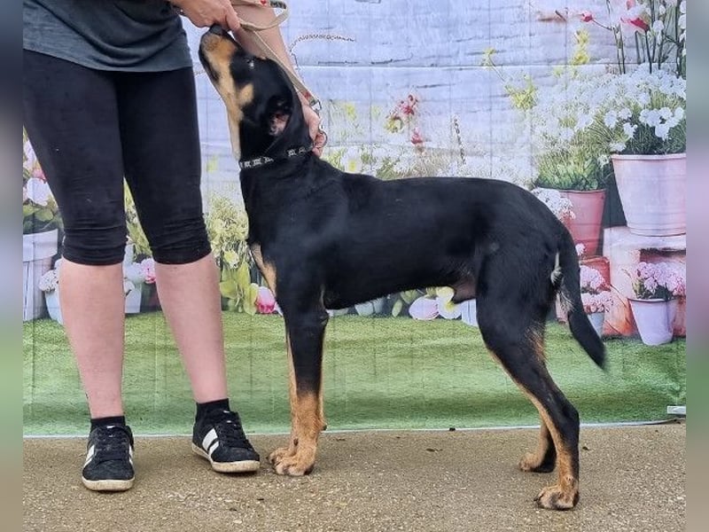 Anubis, fröhlicher Kerl sucht aktive Menschen
