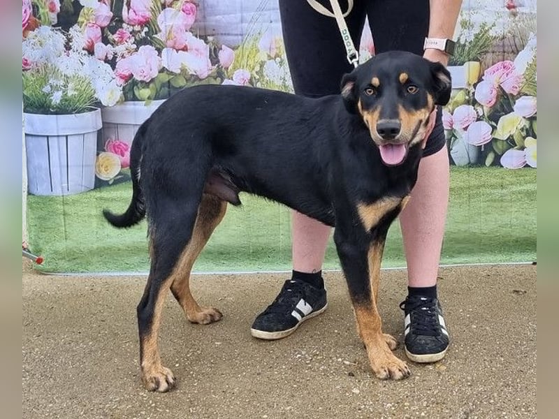 Anubis, fröhlicher Kerl sucht aktive Menschen