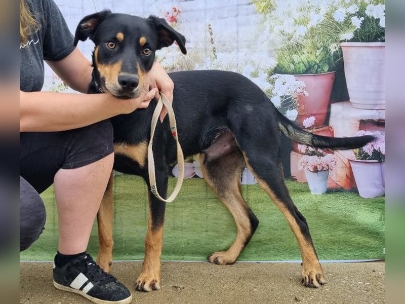 Anubis, fröhlicher Kerl sucht aktive Menschen