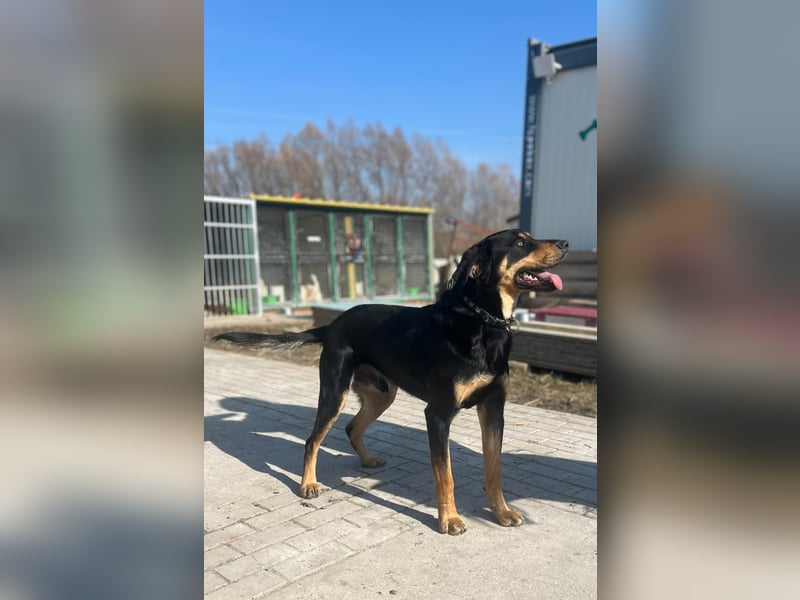 Anubis, fröhlicher Kerl sucht aktive Menschen
