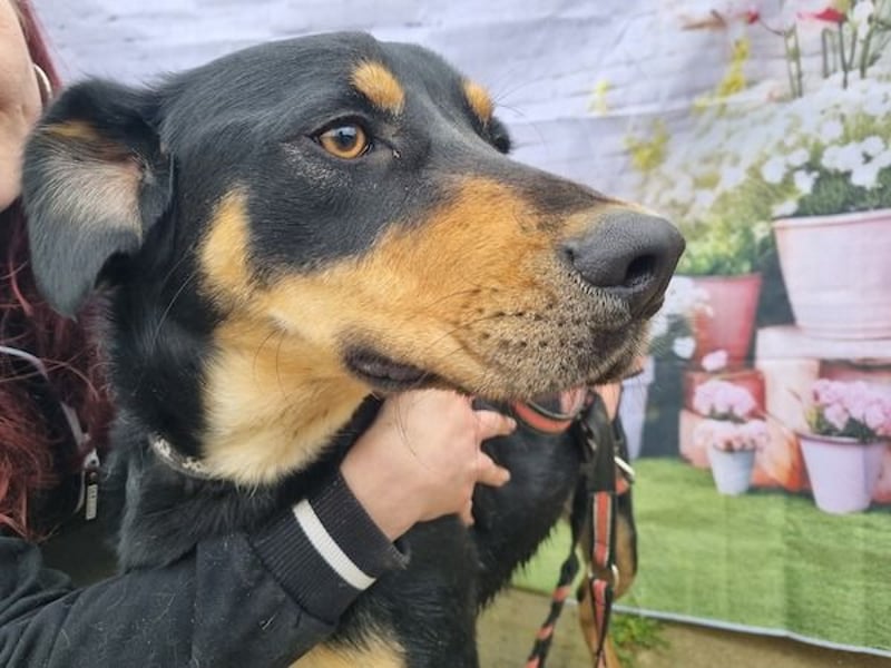 Anubis, fröhlicher Kerl sucht aktive Menschen