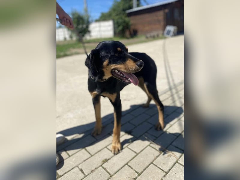 Anubis, fröhlicher Kerl sucht aktive Menschen