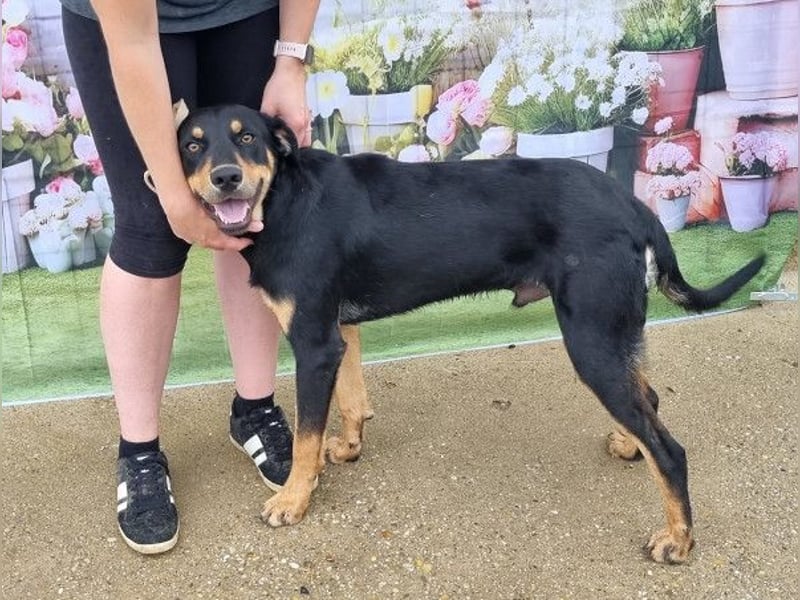 Anubis, fröhlicher Kerl sucht aktive Menschen