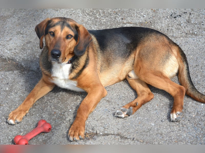 Andre sucht dringend ein Zuhause. Geb. ca. 06/2022, Bracke,