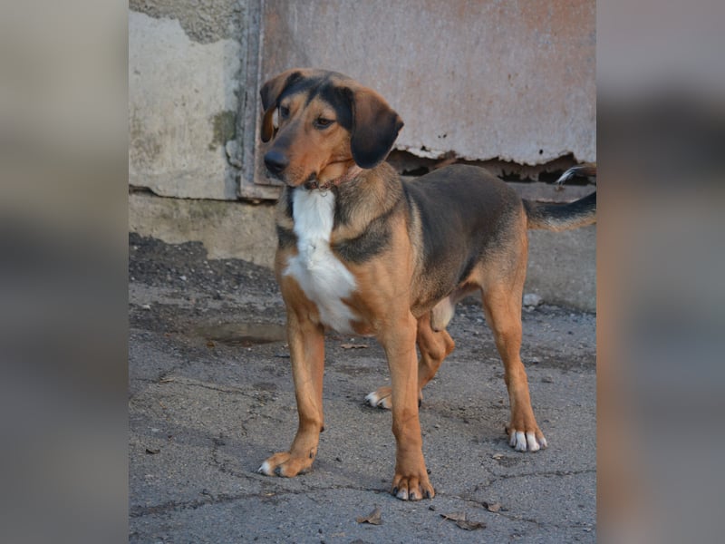Andre sucht dringend ein Zuhause. Geb. ca. 06/2022, Bracke,
