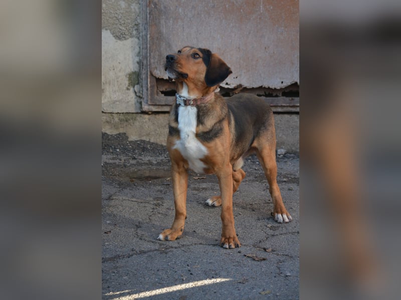 Andre sucht dringend ein Zuhause. Geb. ca. 06/2022, Bracke,