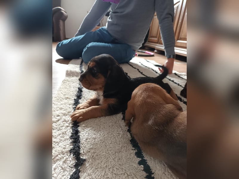 Deutsche Bracke mit Steirische Bracke