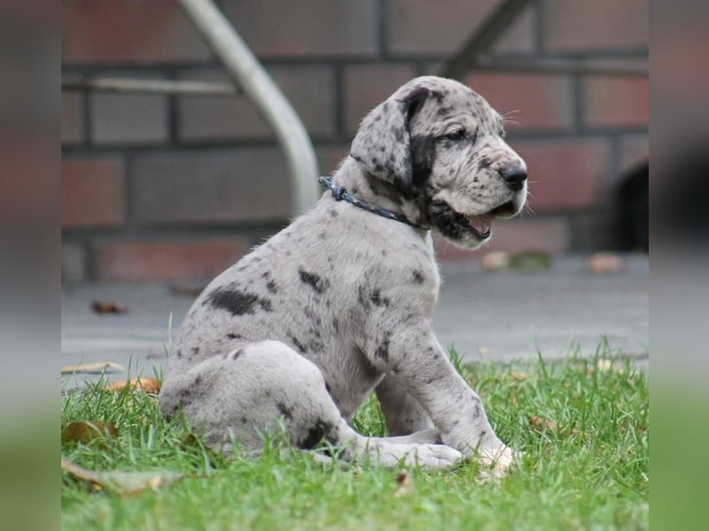 Deutsche Doggenwelpen