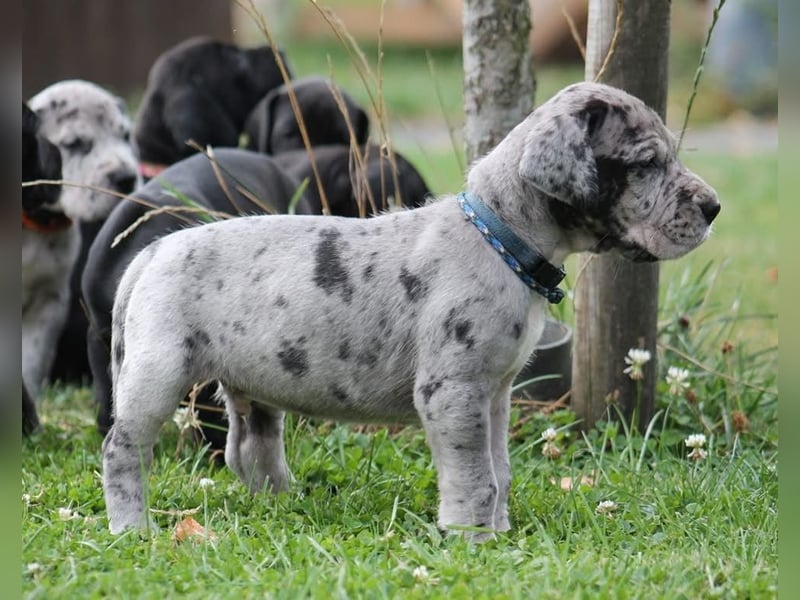 Deutsche Doggenwelpen