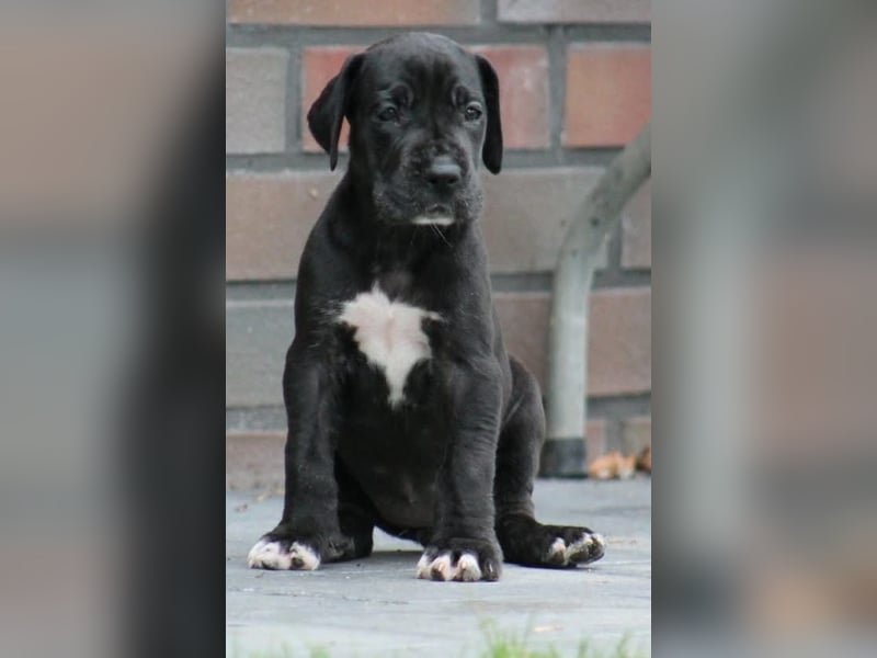 Deutsche Doggenwelpen