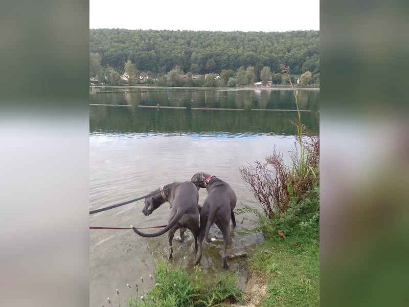 Deutsche Doggen Geschwisterpärchen