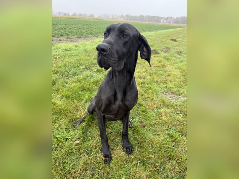 Deutsche Dogge Rüde abzugeben