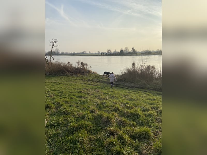 Deutsche Dogge Rüde abzugeben