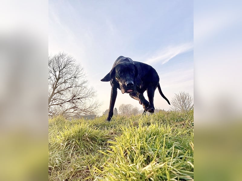 Deutsche Dogge Rüde abzugeben
