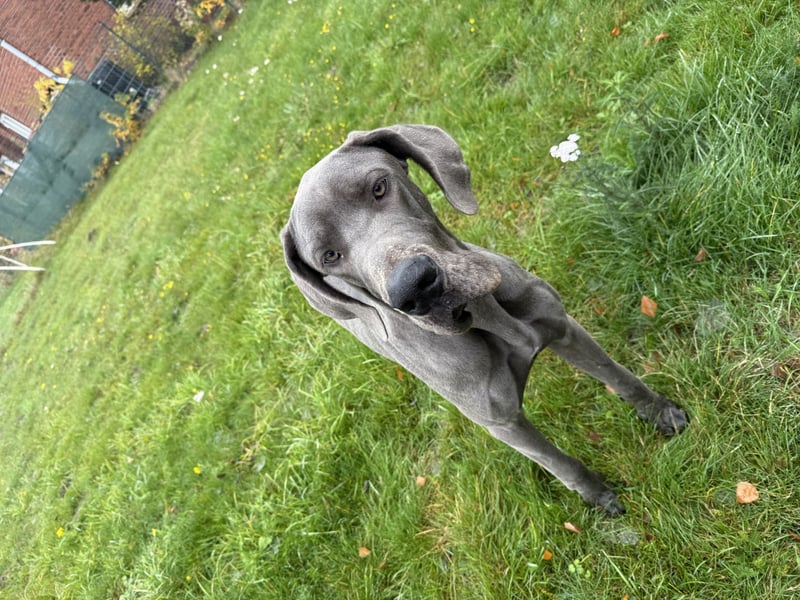 Blauer Deutsche Doggerüde