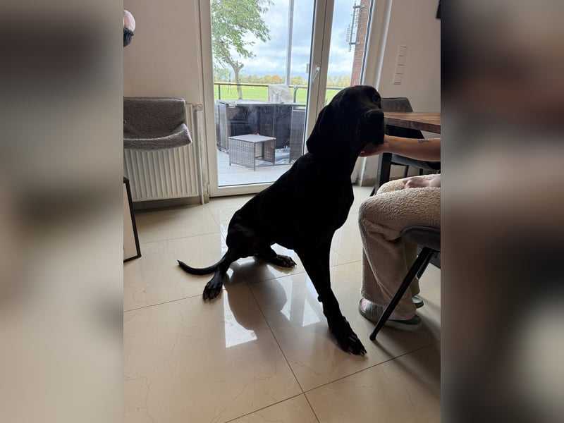 Deutsche Dogge Rüde abzugeben