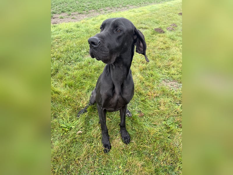Deutsche Dogge Rüde abzugeben