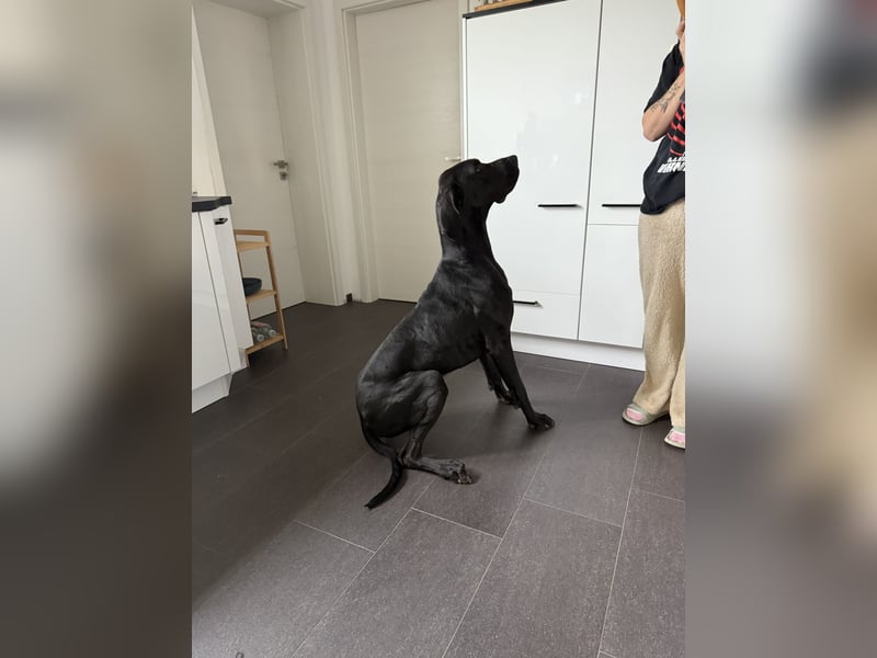 Deutsche Dogge Rüde abzugeben