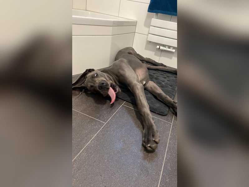 Blauer Deutsche Doggerüde