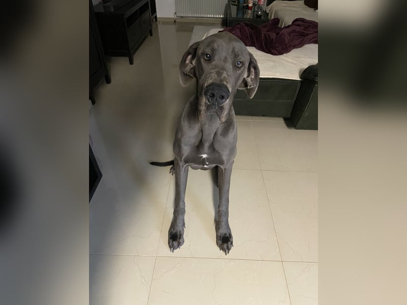 Blauer Deutsche Doggerüde