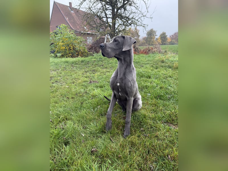 Blauer Deutsche Doggerüde