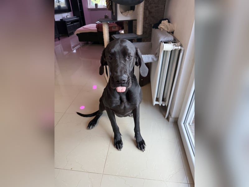 Deutsche Dogge Rüde abzugeben