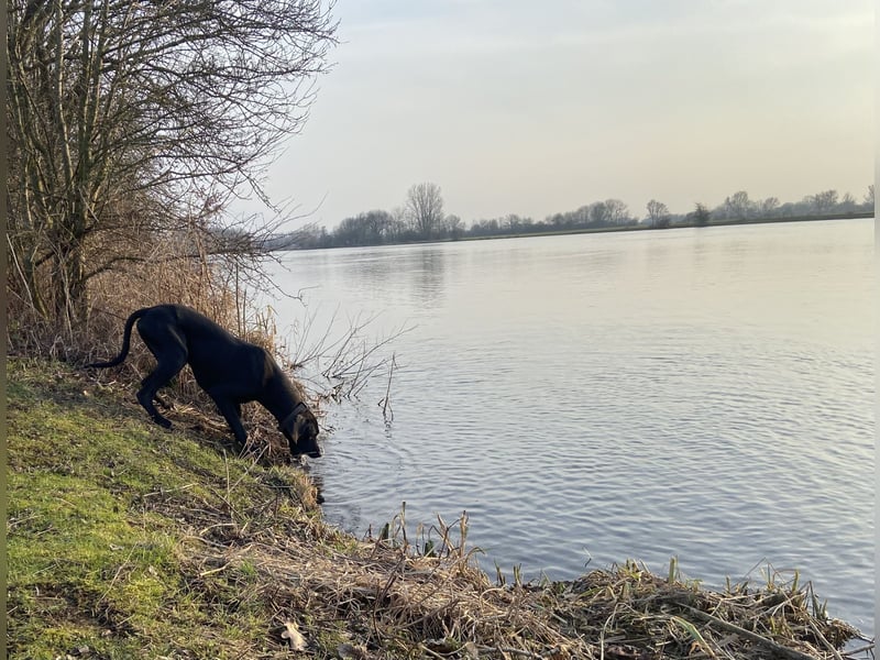 Deutsche Dogge Rüde abzugeben