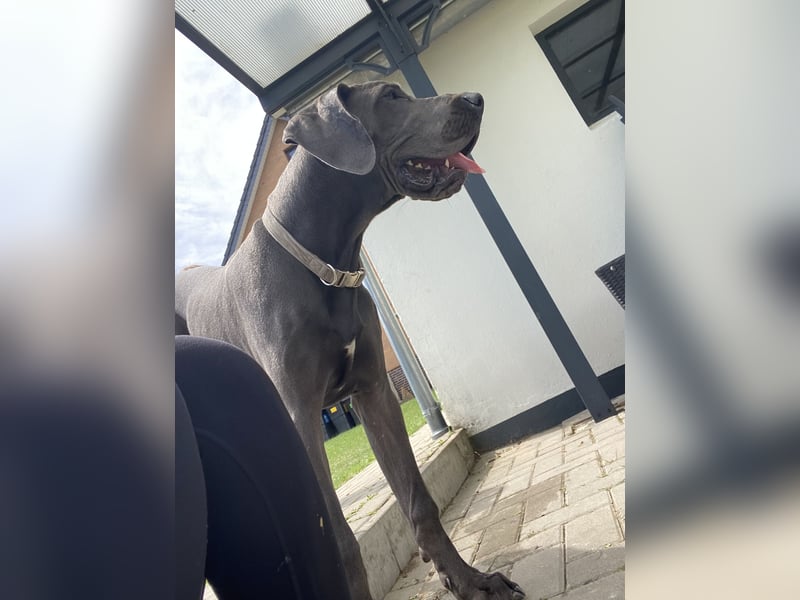 Blauer Deutsche Doggerüde