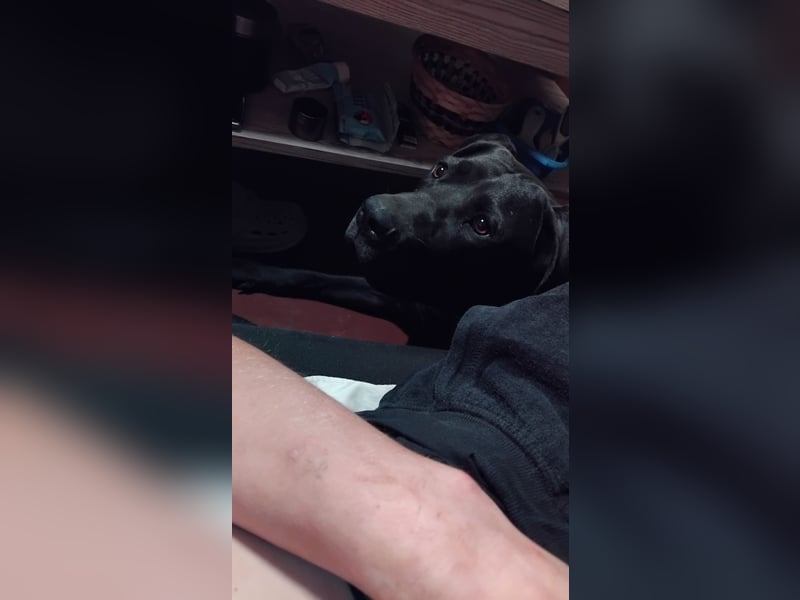 Suche ein neues Zuhause für Muffin, meine Doggen-Dame