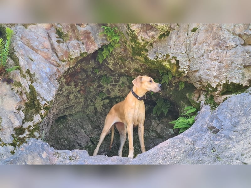 Deutsche Doggen Welpen o.Pap, alte Ahnen ab Sept im Norden