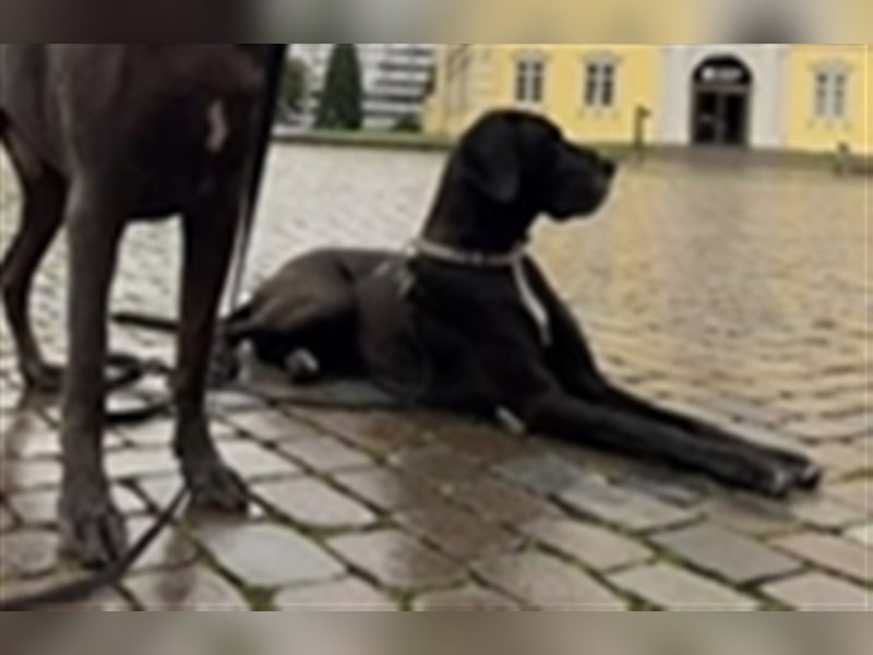 Deutsche Doggen Welpen o.Pap, alte Ahnen ab Sept im Norden