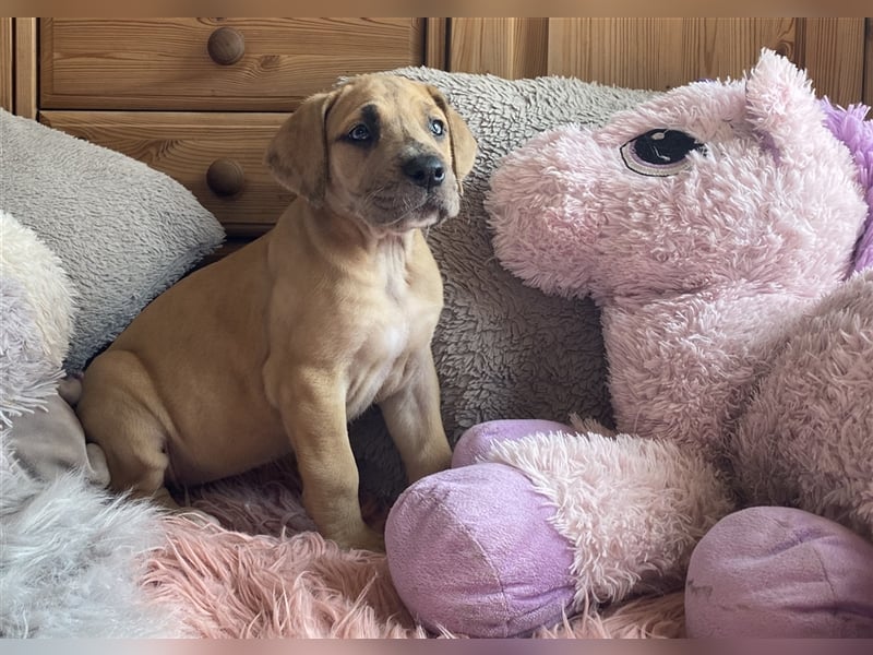 Deutsche Doggen Welpen o.Pap, alte Ahnen ab Sept im Norden